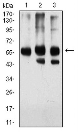 Invitrogen KPNA2 Monoclonal Antibody (1E8B7) 100 &mu;L; Unconjugated:Antibodies,