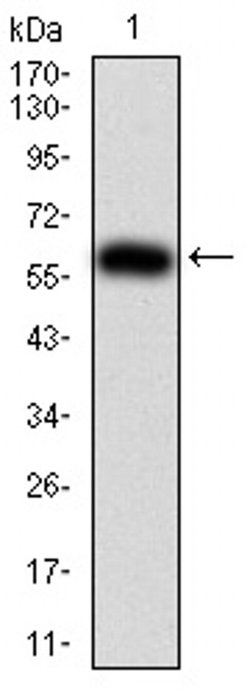 Invitrogen KPNA2 Monoclonal Antibody (1E8B7) 100 &mu;L; Unconjugated:Antibodies,