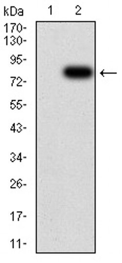 Invitrogen KPNA2 Monoclonal Antibody (1E8B7) 100 &mu;L; Unconjugated:Antibodies,