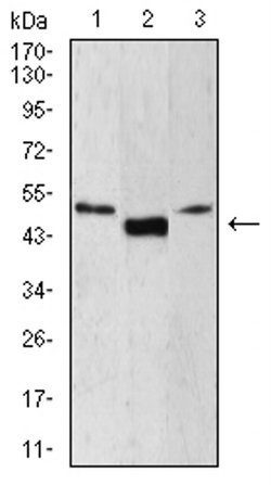 Invitrogen LEF1 Monoclonal Antibody (1A4B11) 100 &mu;L; Unconjugated:Antibodies