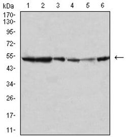Invitrogen JNK3 Monoclonal Antibody (2B10H12) 100 &mu;L; Unconjugated:Antibodies,