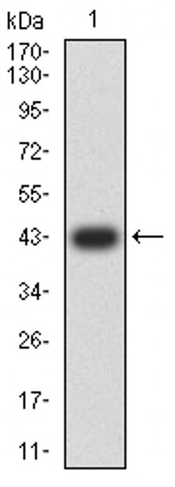 Invitrogen JNK3 Monoclonal Antibody (2B10H12) 100 &mu;L; Unconjugated:Antibodies,