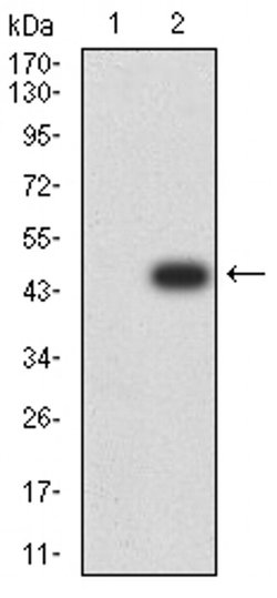 Invitrogen JNK3 Monoclonal Antibody (2B10H12) 100 &mu;L; Unconjugated:Antibodies,
