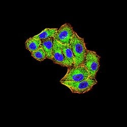 Invitrogen MIB1 Monoclonal Antibody (6A9C9) 100 &mu;L; Unconjugated:Antibodies,