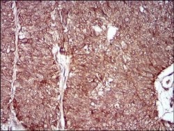 Invitrogen MMEL1 Monoclonal Antibody (2D2H5) 100 &mu;L; Unconjugated:Antibodies,