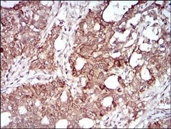 Invitrogen MMEL1 Monoclonal Antibody (2D2H5) 100 &mu;L; Unconjugated:Antibodies,