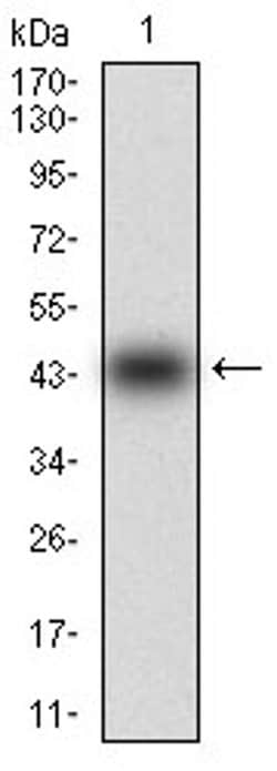 Invitrogen MMEL1 Monoclonal Antibody (2D2H5) 100 &mu;L; Unconjugated:Antibodies,