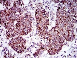 Invitrogen MRPL42 Monoclonal Antibody (3H6H2) 100 &mu;L; Unconjugated:Antibodies,