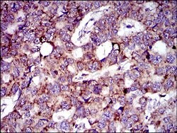 Invitrogen MRPL42 Monoclonal Antibody (3H6H2) 100 &mu;L; Unconjugated:Antibodies,