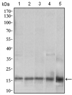 Invitrogen MRPL42 Monoclonal Antibody (3H6H2) 100 &mu;L; Unconjugated:Antibodies,