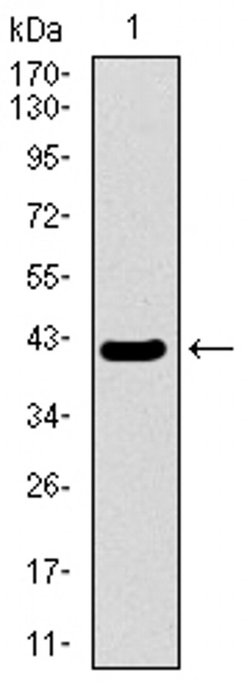 Invitrogen MRPL42 Monoclonal Antibody (3H6H2) 100 &mu;L; Unconjugated:Antibodies,