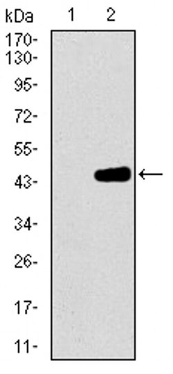 Invitrogen MRPL42 Monoclonal Antibody (3H6H2) 100 &mu;L; Unconjugated:Antibodies,