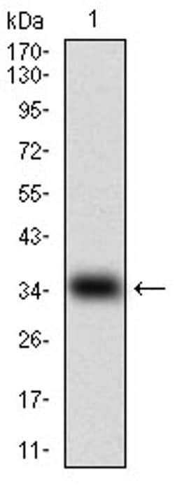 Invitrogen Myostatin Monoclonal Antibody (6E4E6) 100 &mu;L | Buy Online | Invitrogen&trade; | Fisher Scientific