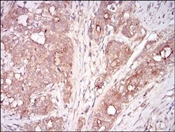 Invitrogen Myostatin Monoclonal Antibody (6E4B2) 100 &mu;L; Unconjugated:Antibodies,