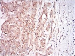 Invitrogen Myostatin Monoclonal Antibody (6E4B2) 100 &mu;L; Unconjugated:Antibodies,