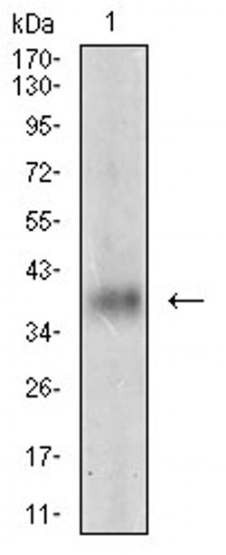Invitrogen Myostatin Monoclonal Antibody (6E4B2) 100 &mu;L; Unconjugated:Antibodies,