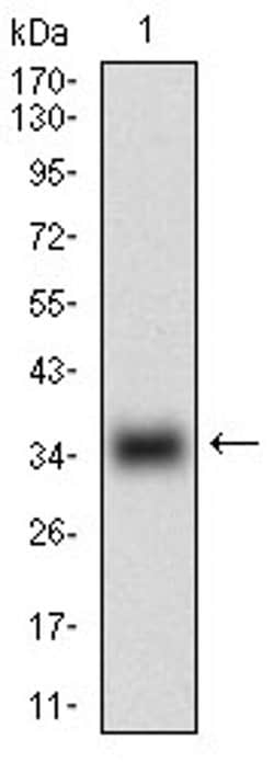 Invitrogen Myostatin Monoclonal Antibody (6E4B2) 100 &mu;L; Unconjugated:Antibodies,