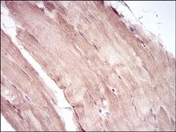 Invitrogen MURF1 Monoclonal Antibody (6H6D4) 100 &mu;L; Unconjugated:Antibodies,