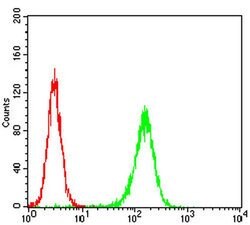 Invitrogen MURF1 Monoclonal Antibody (7B8E1) 100 &mu;L; Unconjugated:Antibodies,