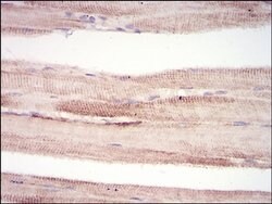 Invitrogen MURF1 Monoclonal Antibody (7B8E1) 100 &mu;L; Unconjugated:Antibodies,