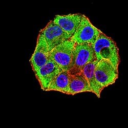 Invitrogen PXR Monoclonal Antibody (1D12G1) 100 &mu;L; Unconjugated:Antibodies,