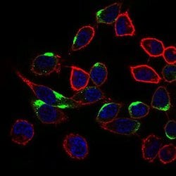 Invitrogen NRCAM Monoclonal Antibody (7D8C5) 100 &mu;L; Unconjugated:Antibodies,