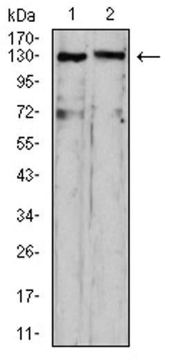 Invitrogen OTUD4 Monoclonal Antibody (3B12G11) 100 &mu;L; Unconjugated:Antibodies,