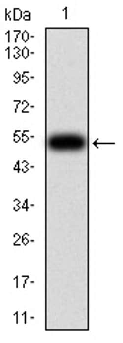 Invitrogen OTUD4 Monoclonal Antibody (3B12G11) 100 &mu;L; Unconjugated:Antibodies,