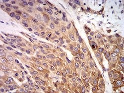 Invitrogen P2X7 Monoclonal Antibody (7G1D6) 100 &mu;L; Unconjugated:Antibodies,