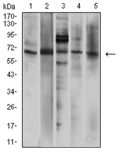 Invitrogen P2X7 Monoclonal Antibody (7G1D6) 100 &mu;L; Unconjugated:Antibodies,