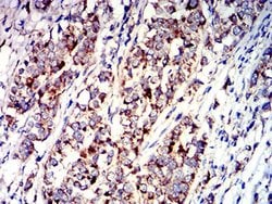 Invitrogen P2Y1 Monoclonal Antibody (4G5D6) 100 &mu;L; Unconjugated:Antibodies,