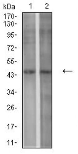 Invitrogen P2Y1 Monoclonal Antibody (4G5D6) 100 &mu;L; Unconjugated:Antibodies,