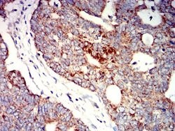 Invitrogen P2Y1 Monoclonal Antibody (4G5B7) 100 &mu;L; Unconjugated:Antibodies,