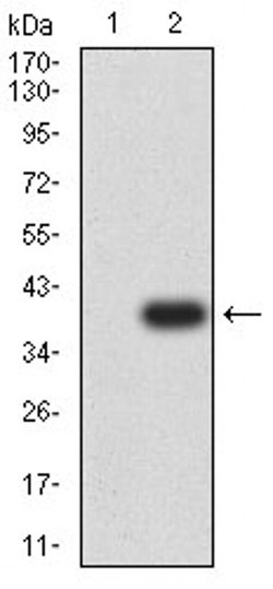 Invitrogen P2Y12 Monoclonal Antibody (1C2A9) 100 &mu;L; Unconjugated:Antibodies,