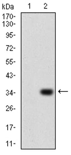 Invitrogen P2Y13 Monoclonal Antibody (6G12E10) 100 &mu;L; Unconjugated:Antibodies,