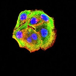 Invitrogen P2Y14 Monoclonal Antibody (5A3F1) 100 &mu;L; Unconjugated:Antibodies,