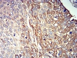 Invitrogen P2Y14 Monoclonal Antibody (5A3F1) 100 &mu;L; Unconjugated:Antibodies,