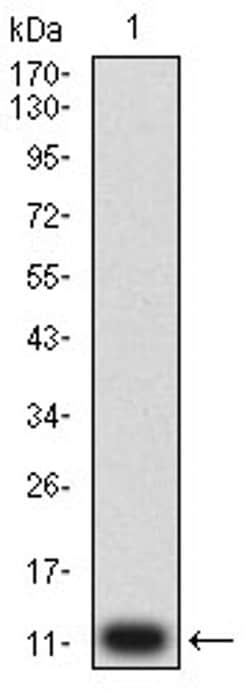 Invitrogen P2Y14 Monoclonal Antibody (5A3F1) 100 &mu;L; Unconjugated:Antibodies,