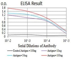 Invitrogen P2Y14 Monoclonal Antibody (8A11B11) 100 &mu;L; Unconjugated:Antibodies,