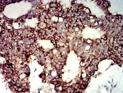 Invitrogen P2Y14 Monoclonal Antibody (8A11B11) 100 &mu;L; Unconjugated:Antibodies,