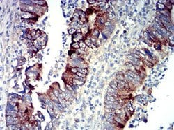 Invitrogen P2Y14 Monoclonal Antibody (8A11B11) 100 &mu;L; Unconjugated:Antibodies,