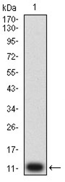 Invitrogen P2Y14 Monoclonal Antibody (8A11B11) 100 &mu;L; Unconjugated:Antibodies,