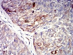 Invitrogen P2Y4 Monoclonal Antibody (3B4C11) 100 &mu;L; Unconjugated:Antibodies,