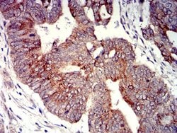 Invitrogen P2Y4 Monoclonal Antibody (3B4C11) 100 &mu;L; Unconjugated:Antibodies,