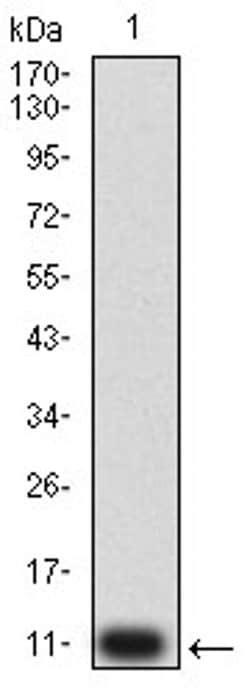 Invitrogen P2Y4 Monoclonal Antibody (3B4C11) 100 &mu;L; Unconjugated:Antibodies,