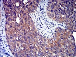 Invitrogen P2Y8 Monoclonal Antibody (1G5A11) 100 &mu;L | Buy Online | Invitrogen&trade; | Fisher Scientific