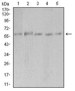 Invitrogen PAK3 Monoclonal Antibody (4G8F11) 100 &mu;L; Unconjugated:Antibodies,