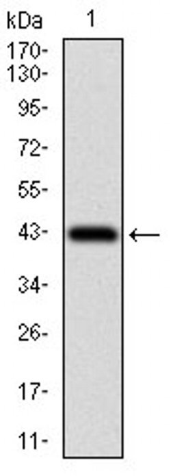 Invitrogen PAPLN Monoclonal Antibody (5F2D10) 100 &mu;L | Buy Online | Invitrogen&trade; | Fisher Scientific