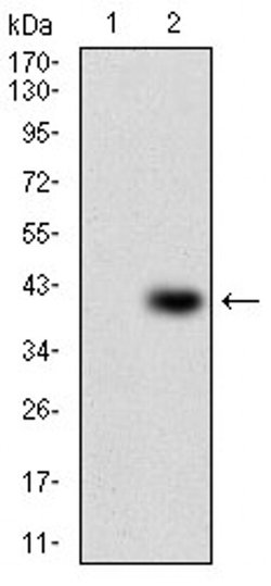 Invitrogen PAPLN Monoclonal Antibody (5F2D10) 100 &mu;L | Buy Online | Invitrogen&trade; | Fisher Scientific