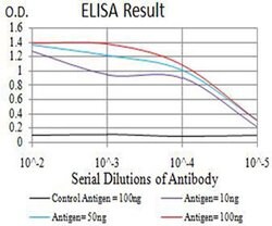 Invitrogen PCDH9 Monoclonal Antibody (7G3F7) 100 &mu;L; Unconjugated:Antibodies,